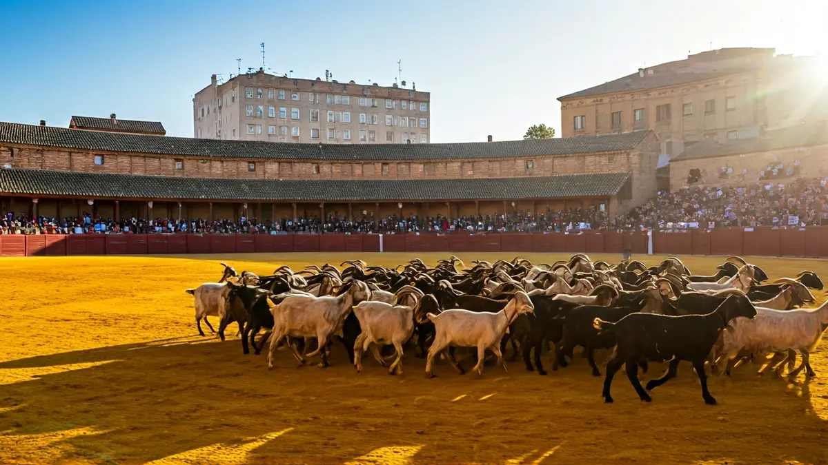 Herd of goats in transhumance towards the bullring of Colmenar Viejo.