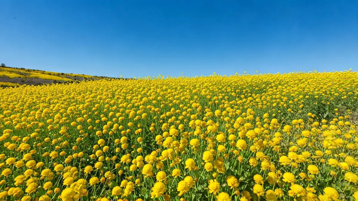 Imagen de un campo de flores de cambroño en plena floración, tiñendo el paisaje de amarillo.