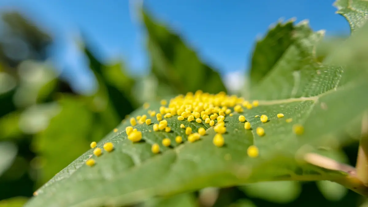 Close-up of yellow pollen grains on a green leaf, with blurred green foliage and a blue sky in the background, representing high pollen count in Madrid.