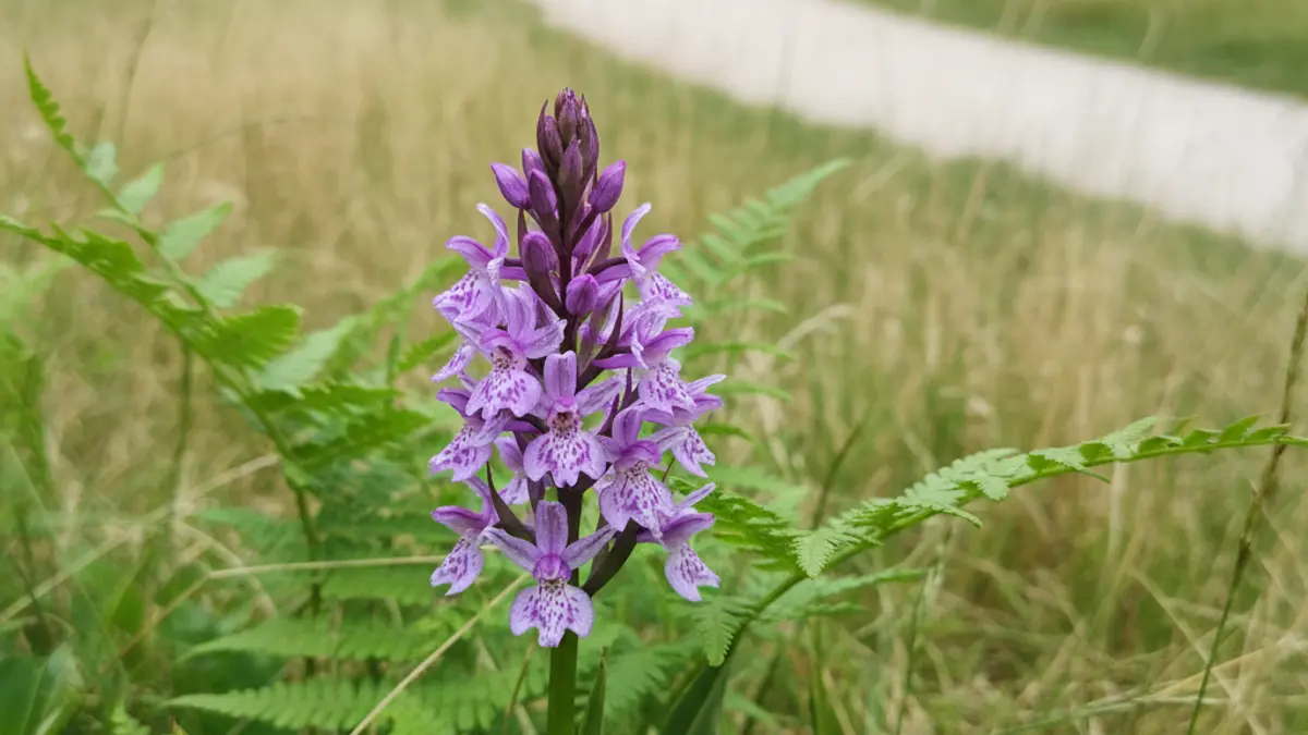 Image of a wild orchid in bloom in a park, with blurred vegetation in the background.
