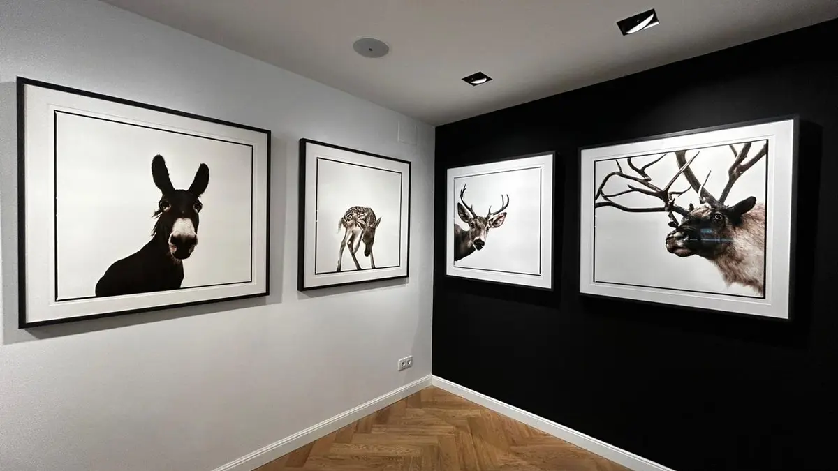Wildlife Portrait, de Nine François, en Havet Gallery